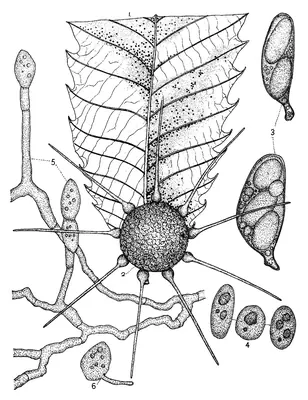 Phyllactinia guttata