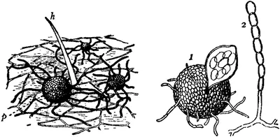 Podosphaera macularis
