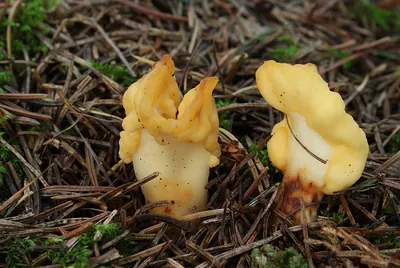 Spathularia flavida
