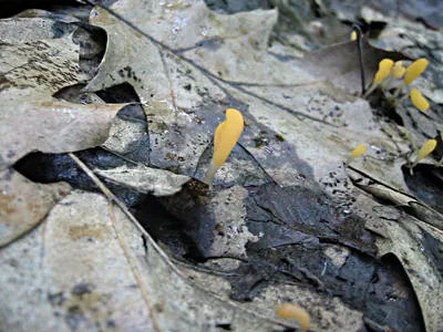 Mitrula paludosa