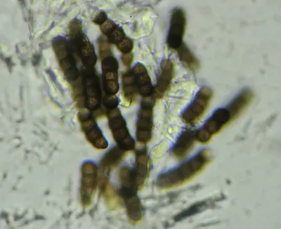 Torula herbarum