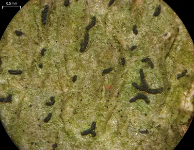 Scribble lichen