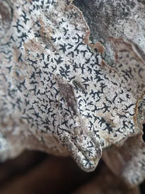 Scribble lichen