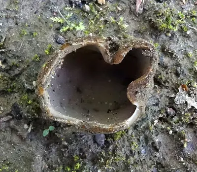 Geopora sepulta