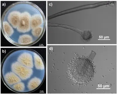 Aspergillus tubingensis