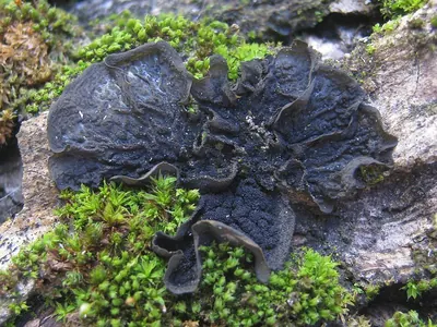 Blistered jelly lichen; &nbsp; Jelly lichen