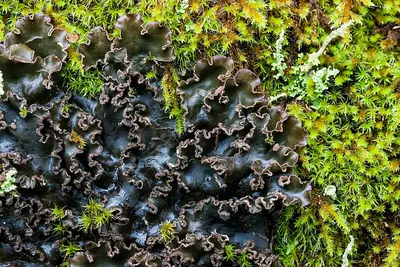 Spotted felt lichen