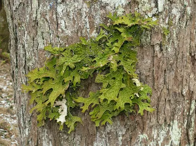 Lungwort