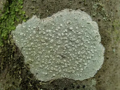 Blemished lichen