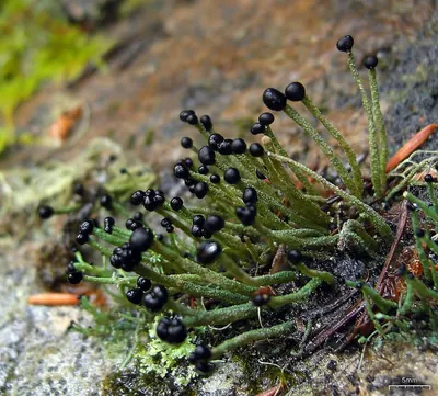 Nail lichen