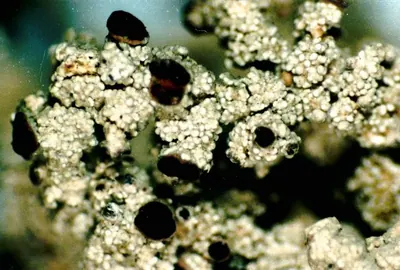 Woolly foam lichen