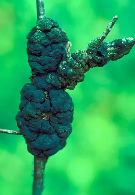 Black knot