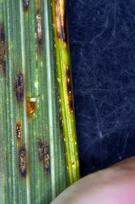 Sphaerellopsis filum