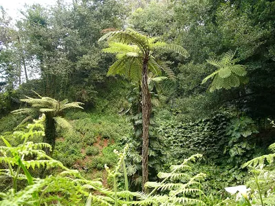 Cooper's tree fern