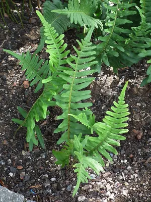 Common polypody