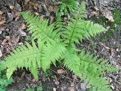 Lady-fern