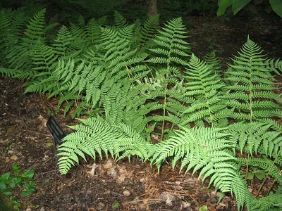 Marginal woodfern