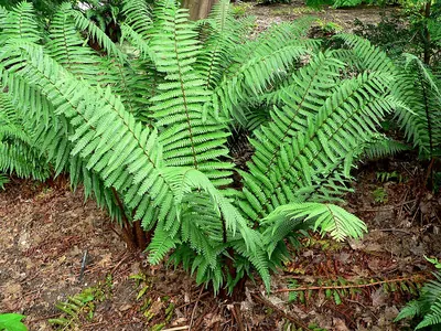 Alpine woodfern