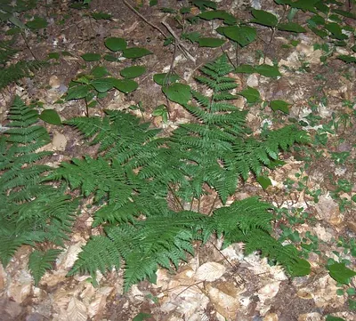 Intermediate woodfern
