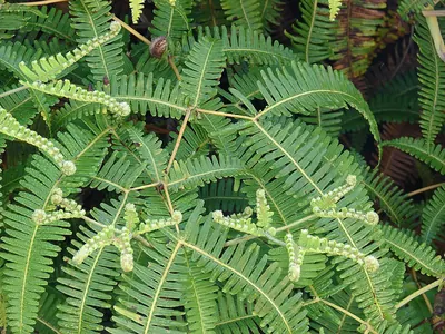 Old World forkedfern