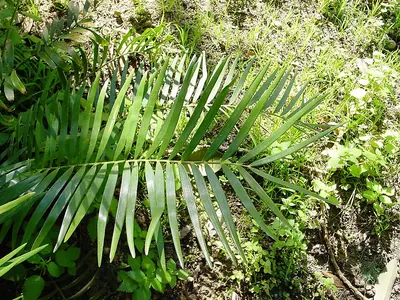 Florida Coontie