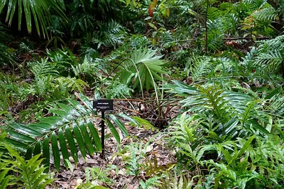 Cycad
