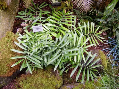 Zamia loddigesii