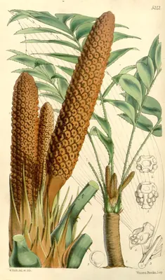 Cycad