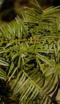 Florida nutmeg