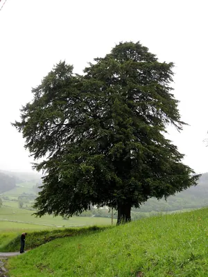 Yew