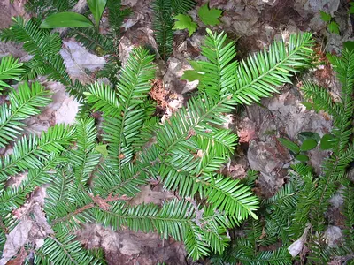 Canadian Yew