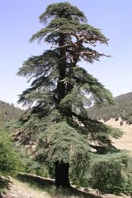 Atlantic cedar