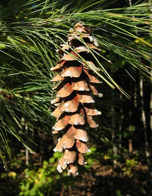 Eastern White Pine
