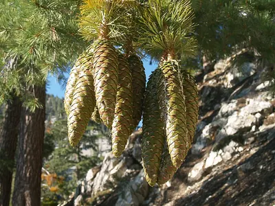 Sugar Pine