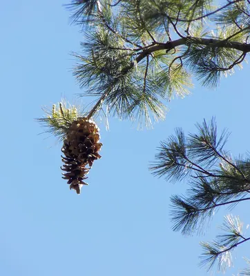 Chihuahua White Pine