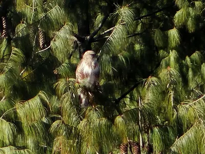 Bhutan White Pine