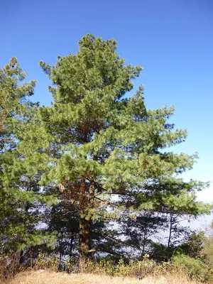 Blue Pine