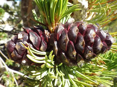 Whitebark Pine