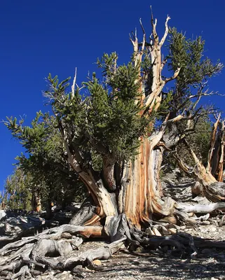 Great Basin bristlecone pine