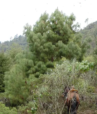 False Weymouth Pine