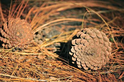 Thin-leaf Pine