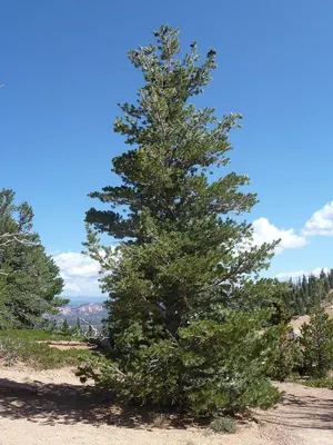 Limber Pine