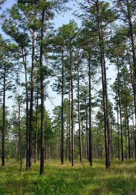 Florida Pine