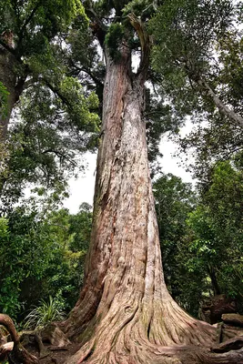 Totara