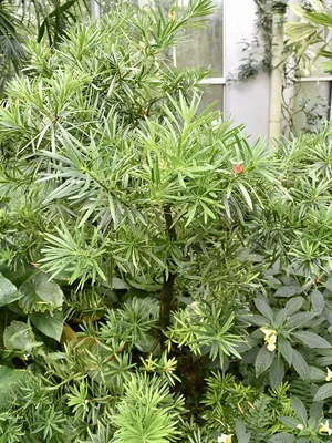 Podocarpus macrocarpus