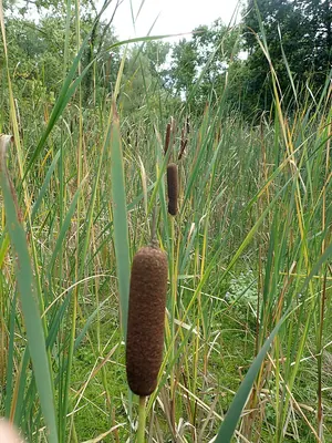 Broadleaf cattail
