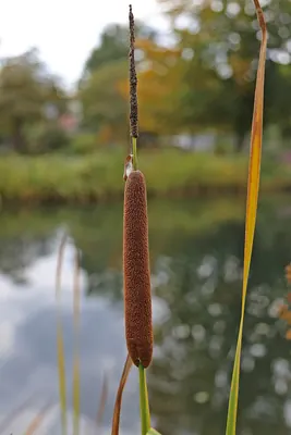 Lesser Bulrush