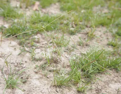 Spreading windmill grass