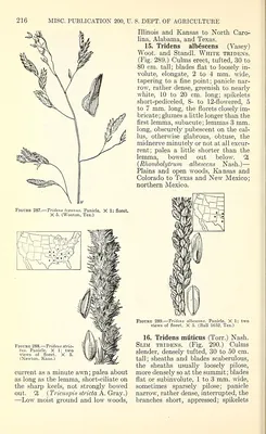 Longspike tridens
