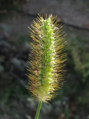 Yellow foxtail
